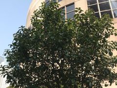 -上海锦江汤臣洲际大酒店壹阶层