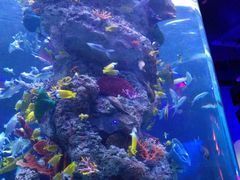 -芜湖新华联大白鲸海洋公园