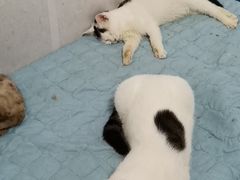 -纳吉亚猫专科动物诊疗中心(蒋宅口分院)
