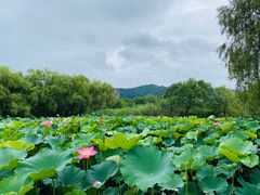 -长兴太湖图影湿地文化园