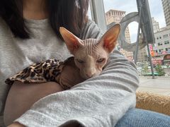 -藏猫猫咖啡主题馆(中央大道店)