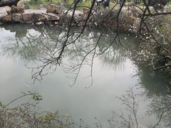 -香雪海
