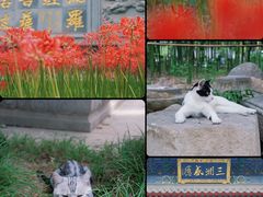 -西安大兴善寺