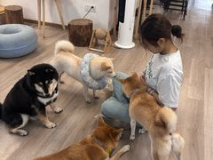 -柴迷FANS CLUB·柴犬狗咖·猫咖