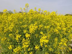 -嘉北郊野公园