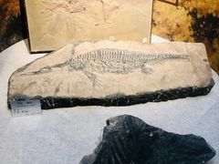 -甘肃地质博物馆