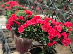 -石家庄市植物园