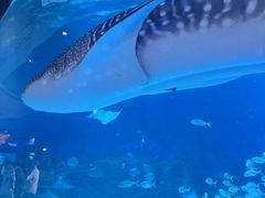 -烟台海昌鲸鲨海洋公园