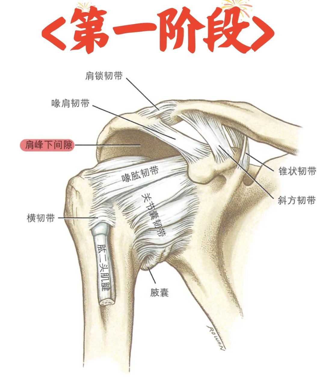 肱骨前移的危害和原因