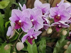 -东南花都花博园