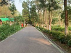 -合肥滨湖国家森林公园