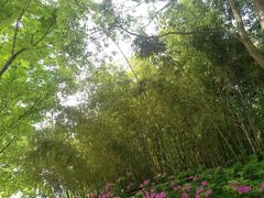 -新江湾城公园
