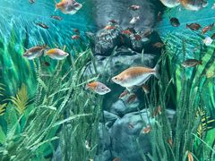 -上海海洋水族馆