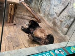 -深圳野生动物园