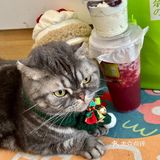 奈雪🎄车厘子圣诞树！送的宠物围脖实在太可爱啦