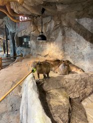 -Zoolung Zoolung动物主题公园(海信广场店)