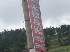 -北宅大永樱桃采摘基地(崂山总部)