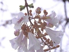 -红星桥(地铁站)