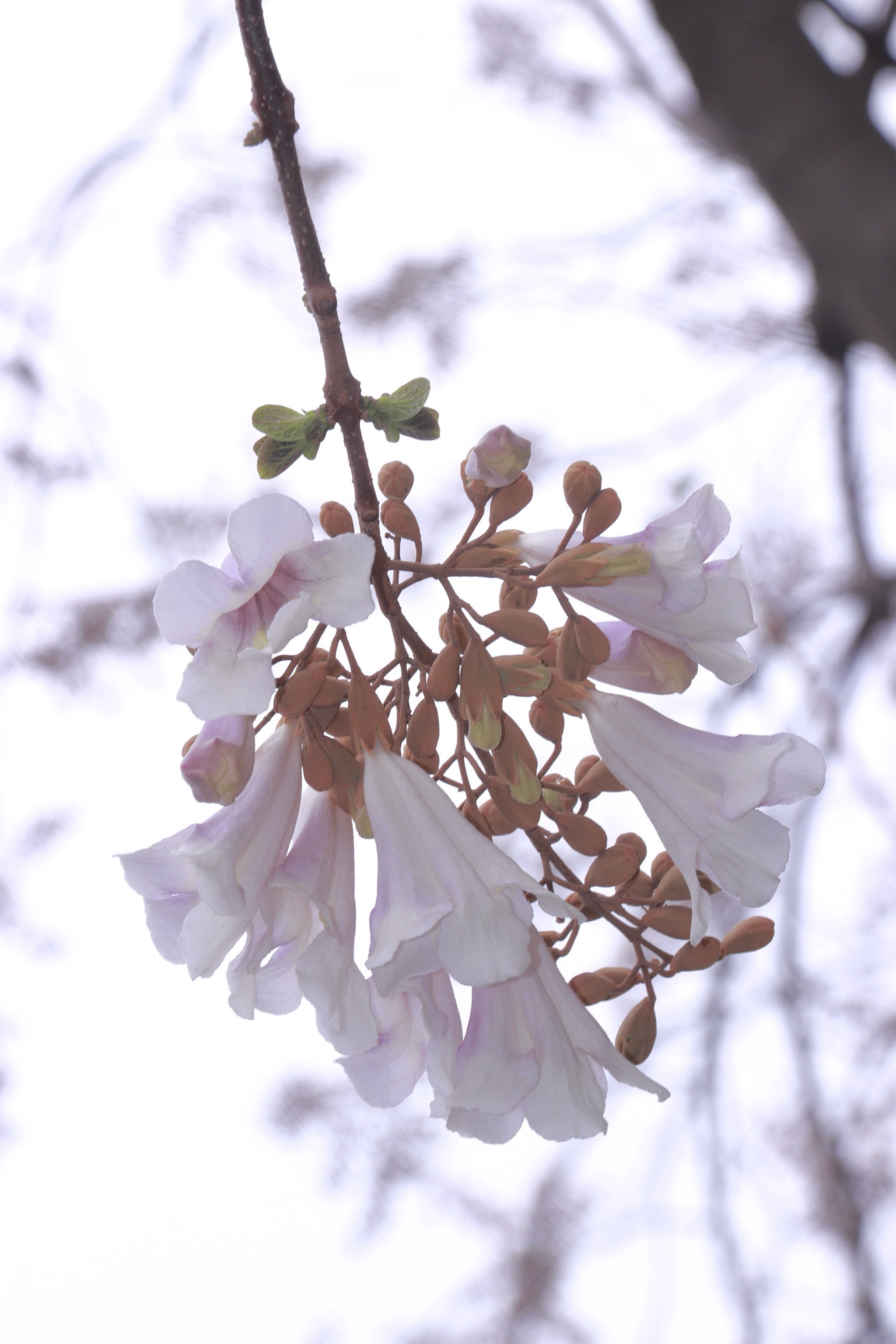 成都泡桐花图片