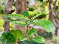 -广州神农草堂中医药博物馆