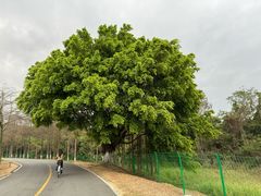 -松山湖风景区松湖烟雨