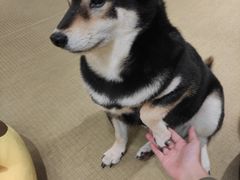 -逗柴咖啡屋·狗咖猫咖宠物桌游