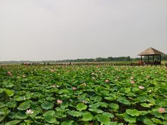 -西青郊野公园