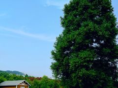 -玉舍国家森林公园