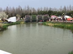 -荷兰花海