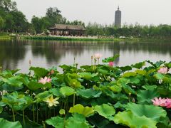 -西海子公园