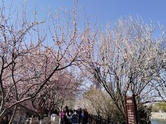 -桃花堤公园