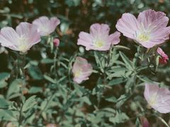 -上海吴淞炮台湾国家湿地公园