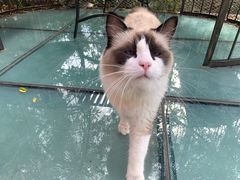 -喵屿·大理花园猫咖