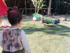 -西双版纳傣族园