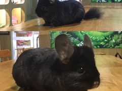 -藦茜花园宠物主题亲子互动体验馆(国顺东路店)