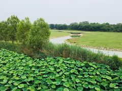 -北京麋鹿生态实验中心
