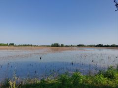 -泗洪洪泽湖湿地景区
