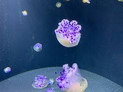 -新加坡海洋生态馆