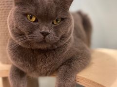 -安格丽娜·狗咖·猫咖羊驼咖(春熙路百盛商场店)