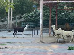 -贵州森林野生动物园