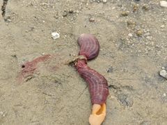 -红树林天天赶海