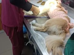 -纳吉亚猫专科动物诊疗中心(蒋宅口分院)