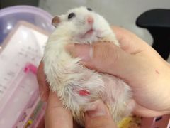 -爱侣宠医·鹦鹉专科·小型哺乳类·异宠专科(灵石路店)