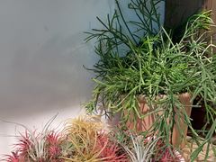 -自由生长植物工作室(深港花卉中心店)