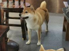 -柴源莊·柴小宠柴犬咖啡