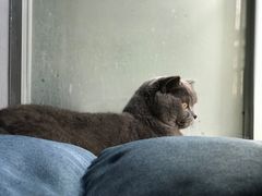 -乐派堂宠物医院·猫友好· 心脏科(东街店)