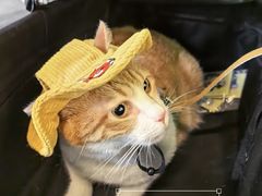 -瑞虹新天地月亮湾