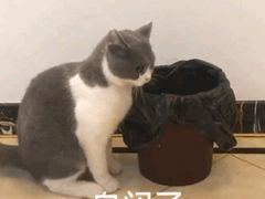 -马黑哥椒麻鸡(清江山水店)