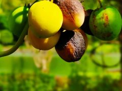 -广西壮族自治区药用植物园