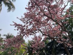 -中国科学院西双版纳热带植物园